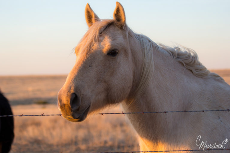 Amazing Williams Farm Cattle Shoot Panhandle Texas Crystal Murdock