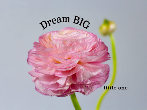 Canvas Dream Big little one